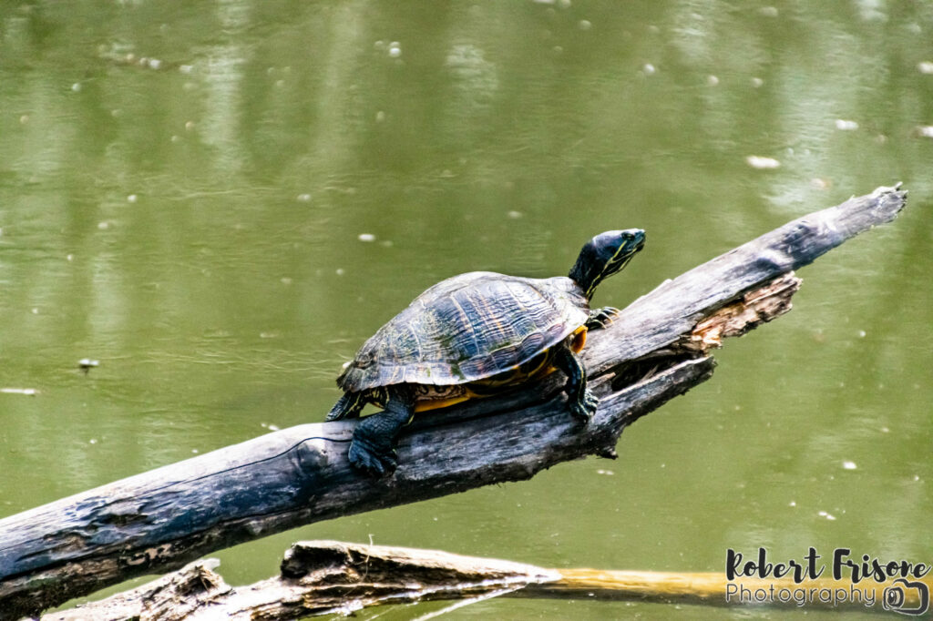 Sunbathing Turtle