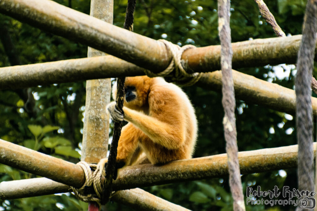 Climbing Gibbon