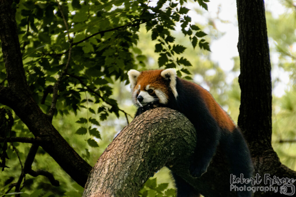 Lazy Red Panda