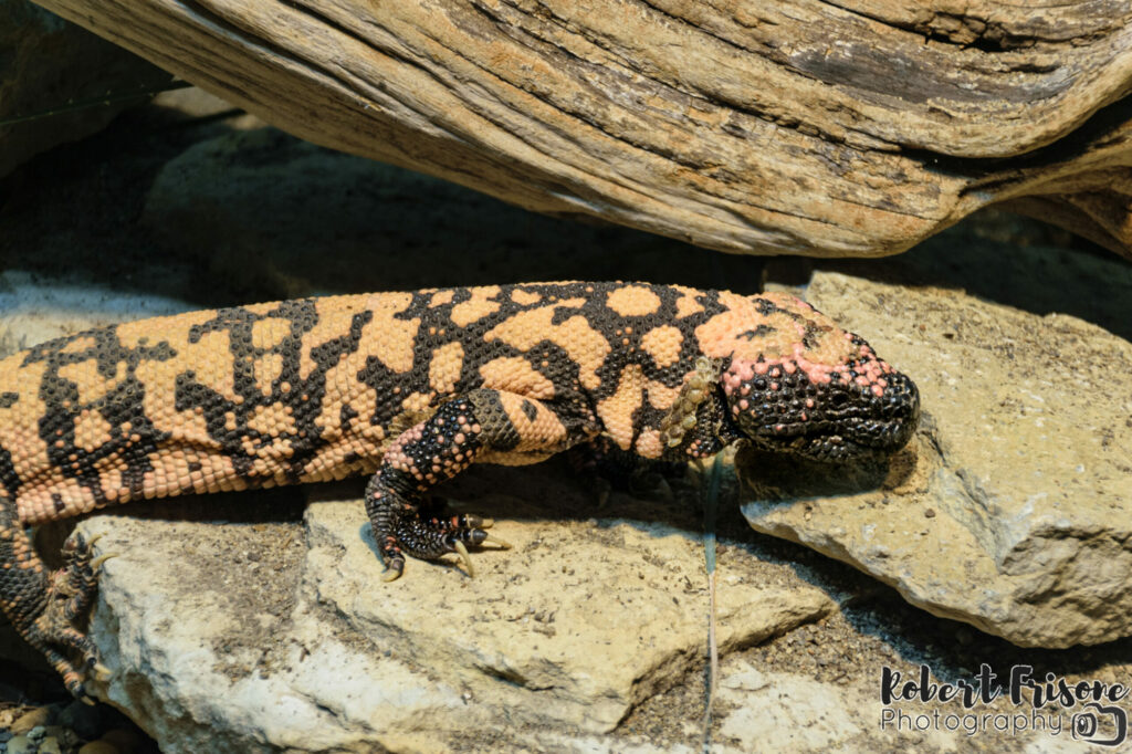 Gila Monster