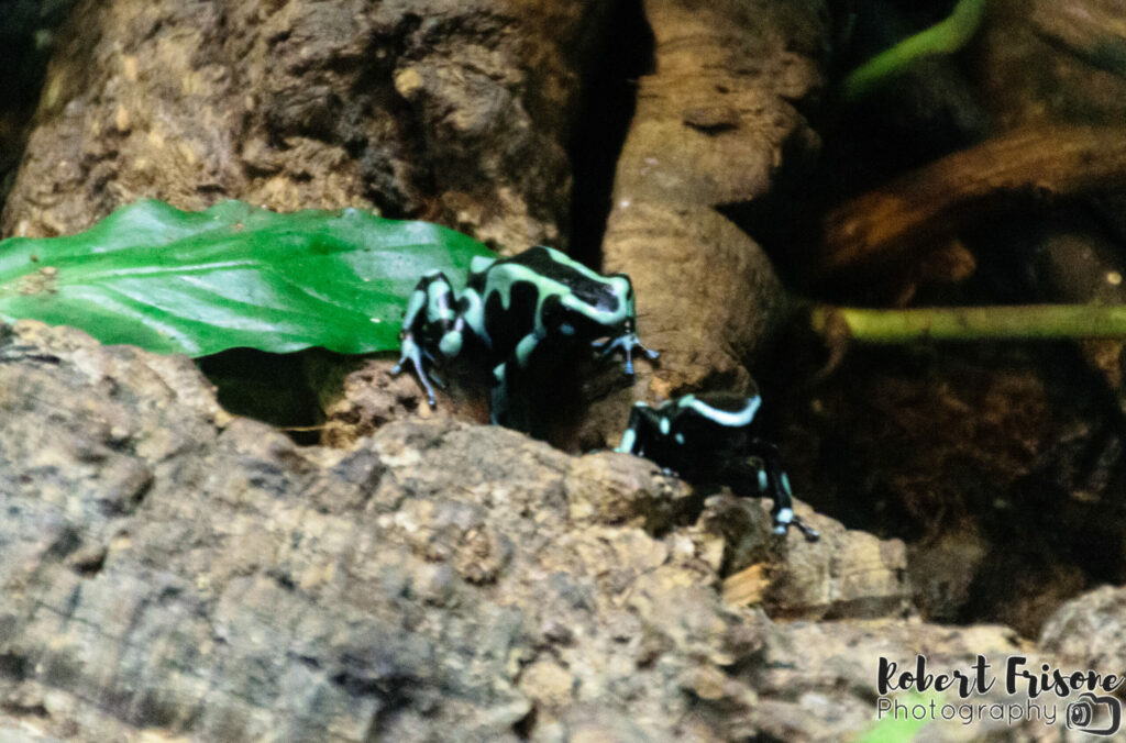 Blue Tree Frogs