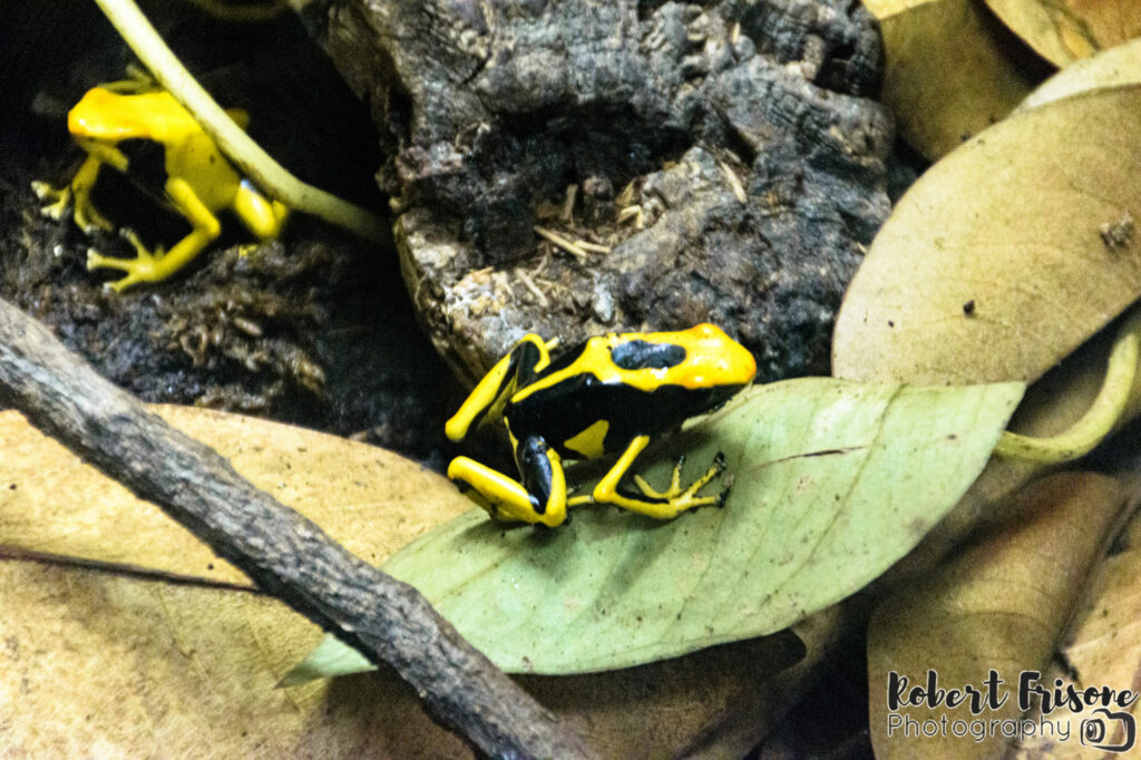 Yellow Tree Frogs