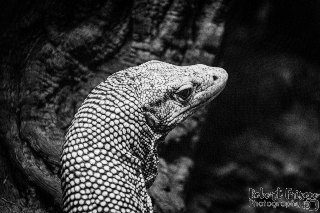 Monitor Lizard