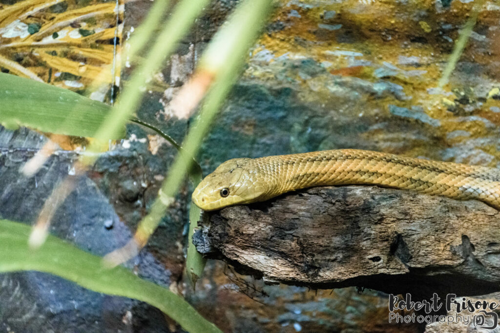 Snake Over Water