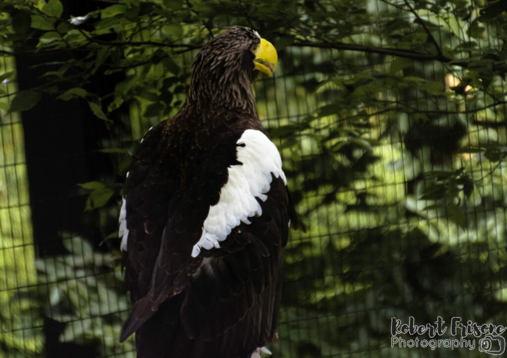 Steller's Sea Eagle