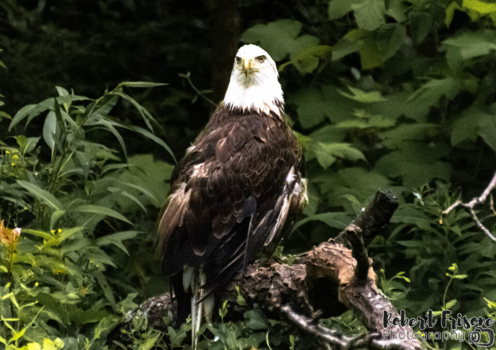 Bald Eagle