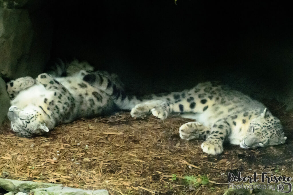 Leopards Napping