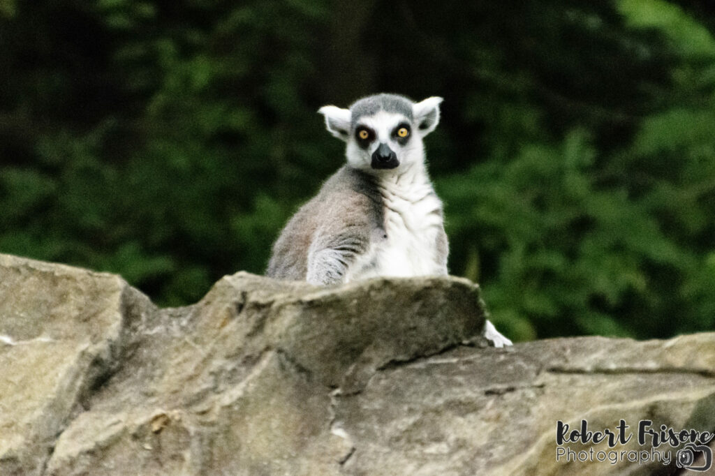 Lemur Stare