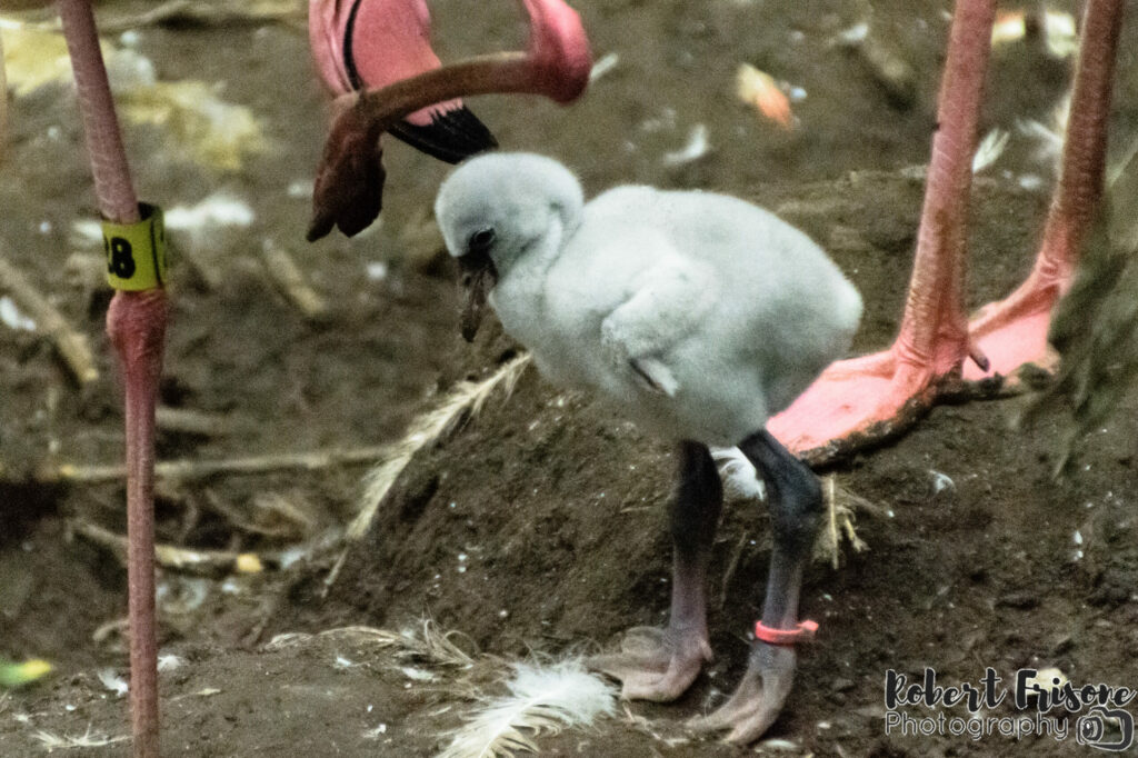 Baby Flamingo