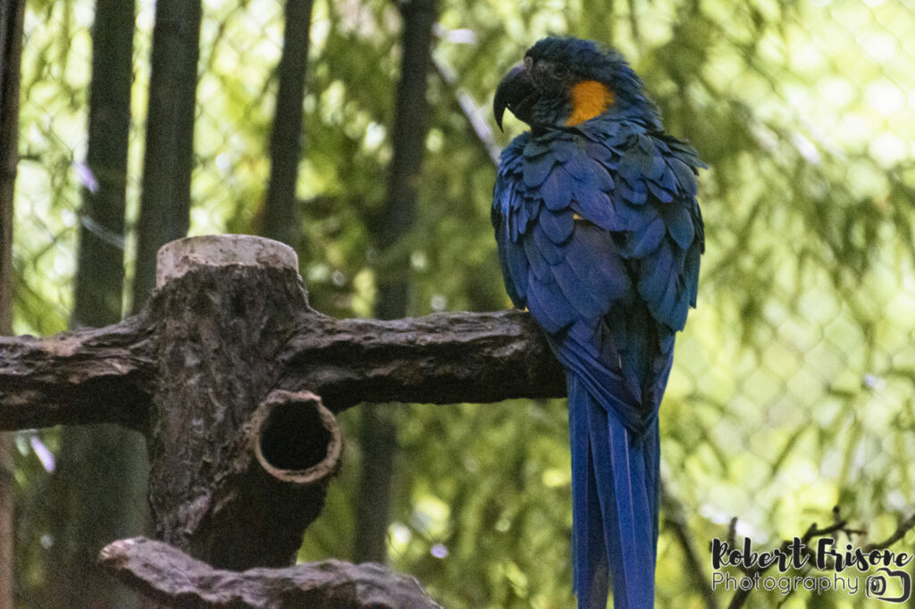 Blue Macaw