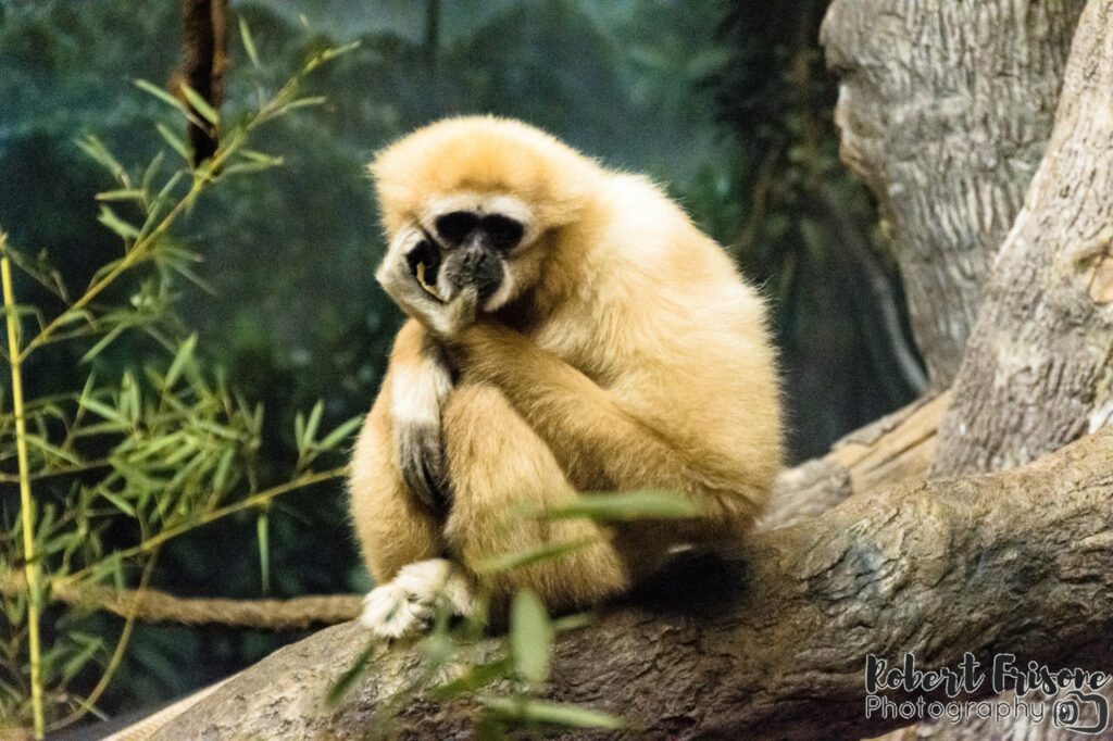 Gibon on a Branch