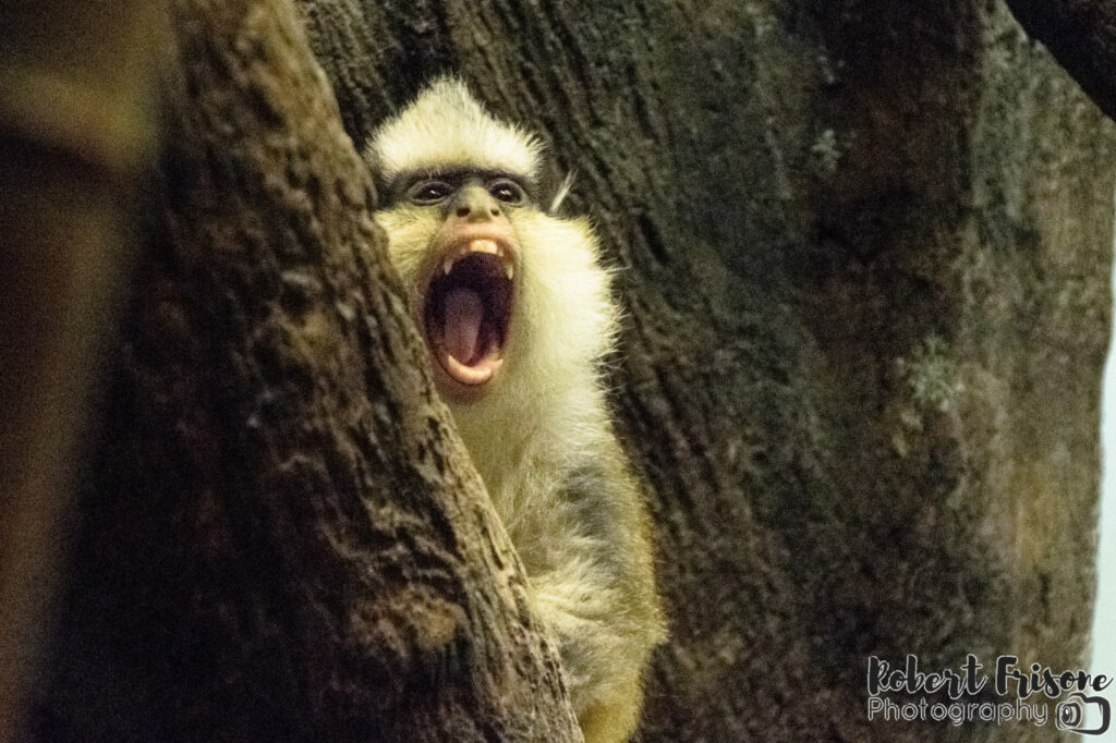 Screaming Monkey