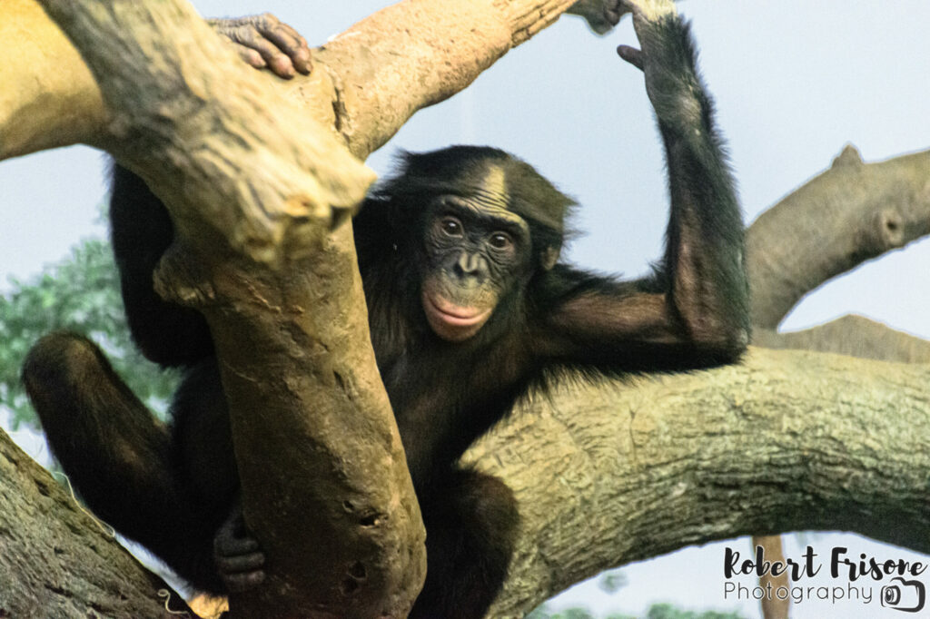 Climbing Chimp