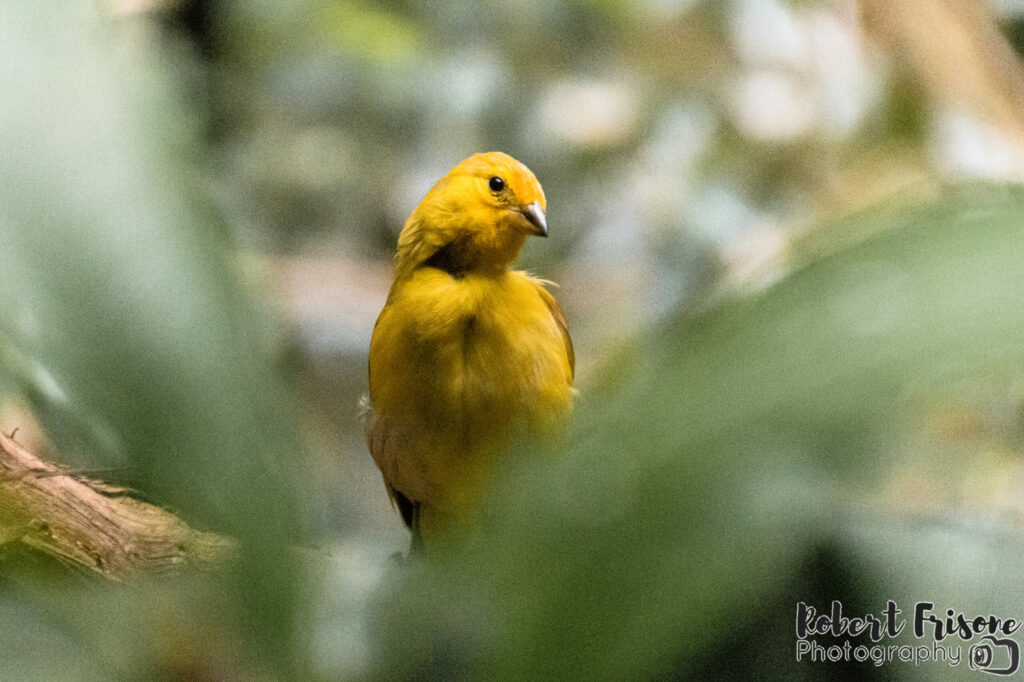 Gold Finch