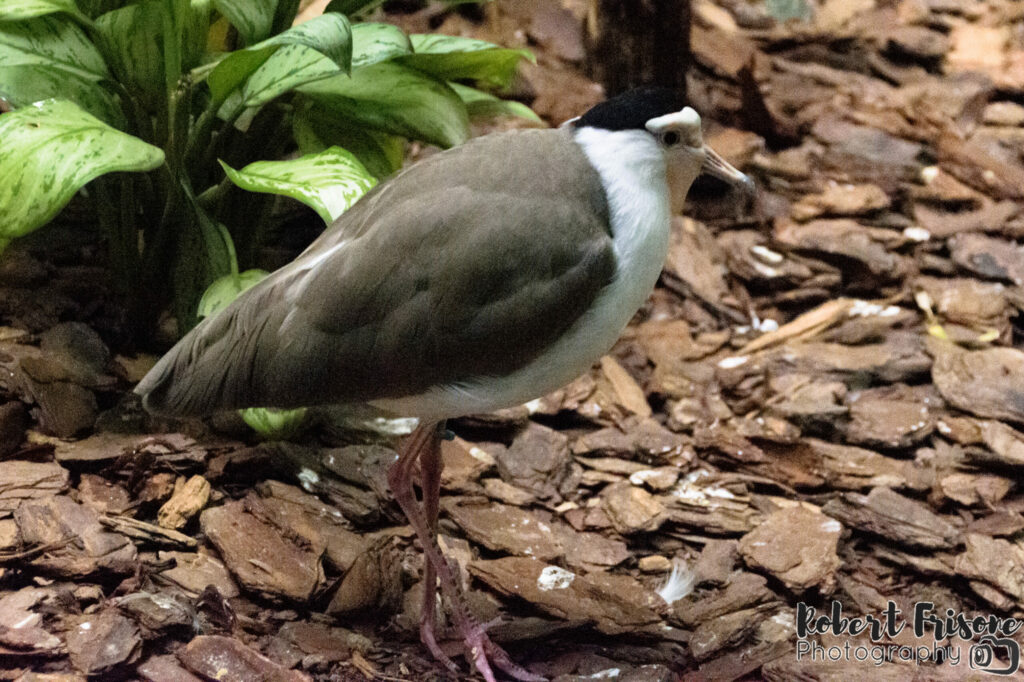 Small Grey Bird