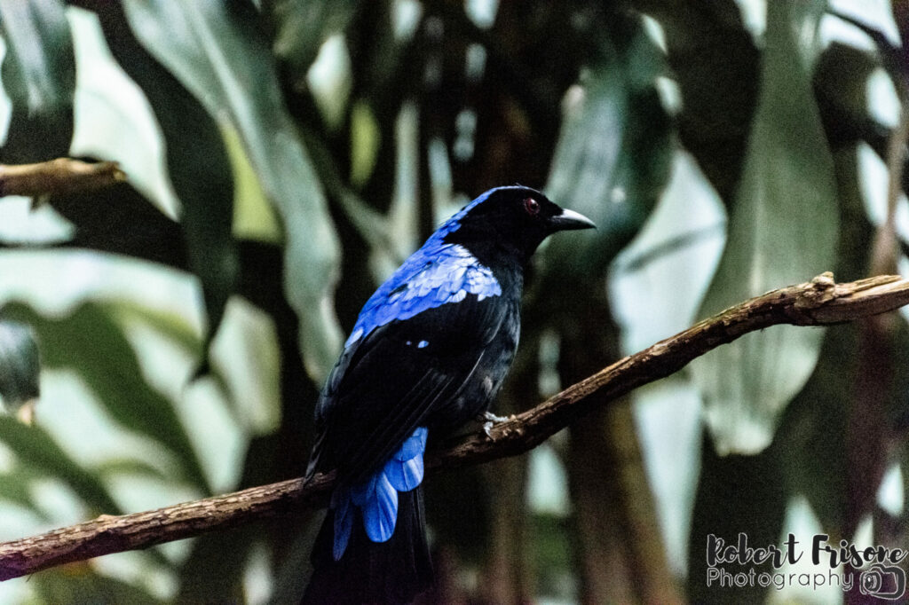 Blue Coat Bird