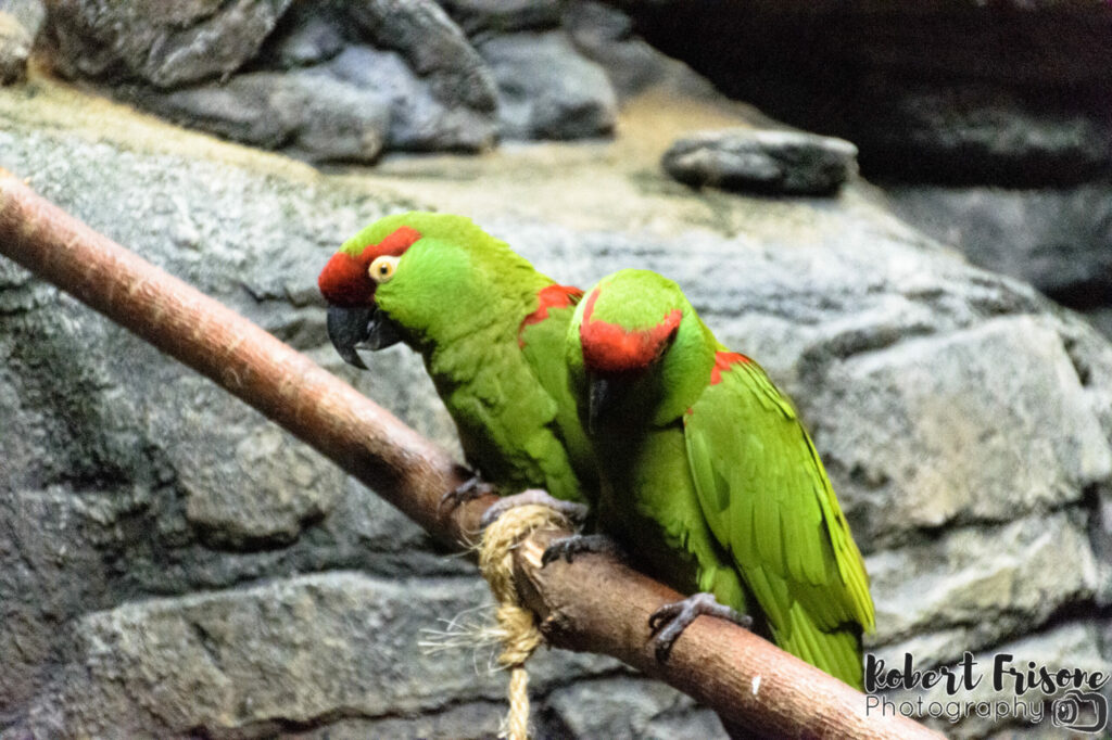 Pair of Parakeets