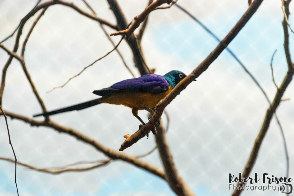 Many Colored Bird