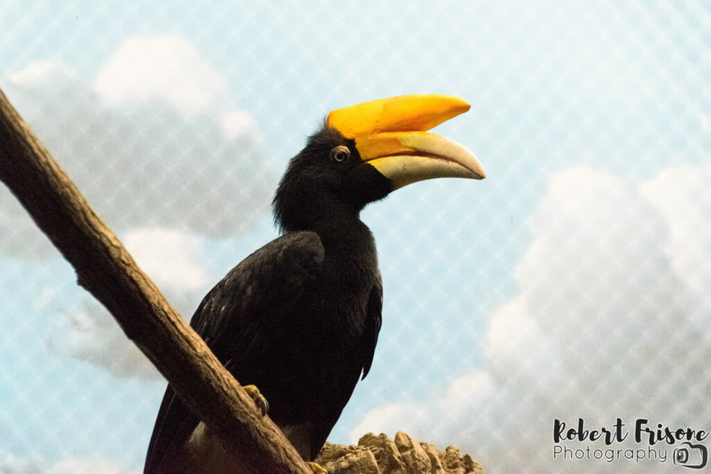 Hornbill