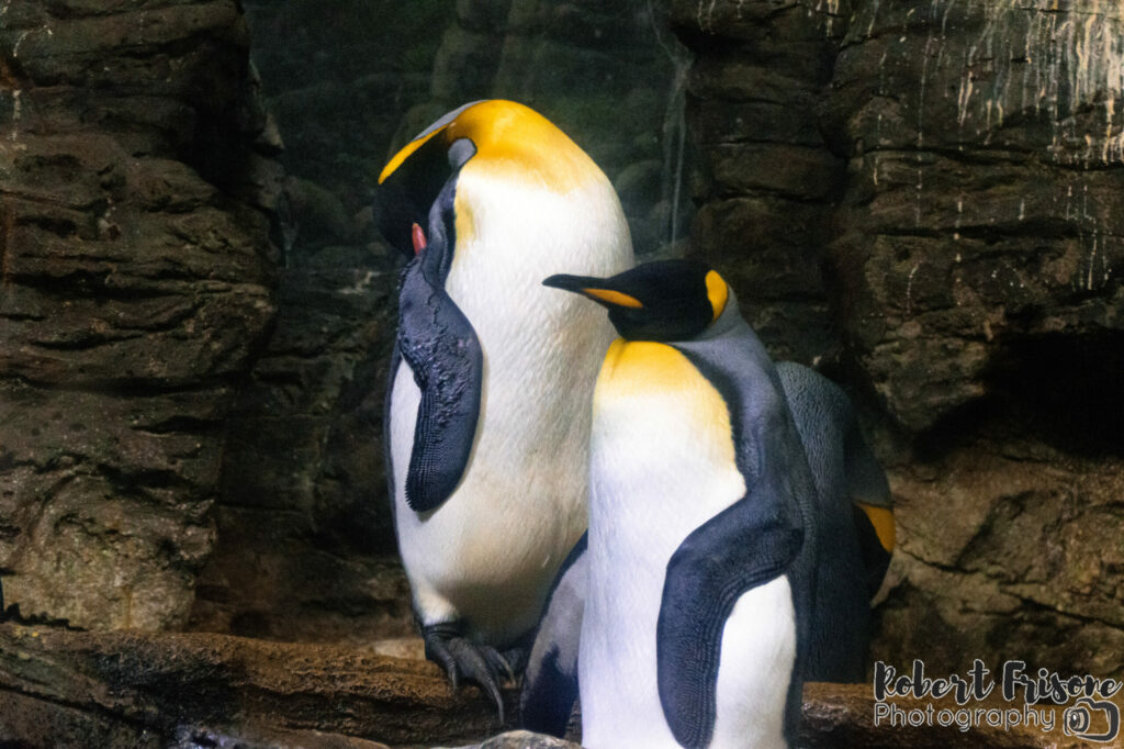 King Penguins