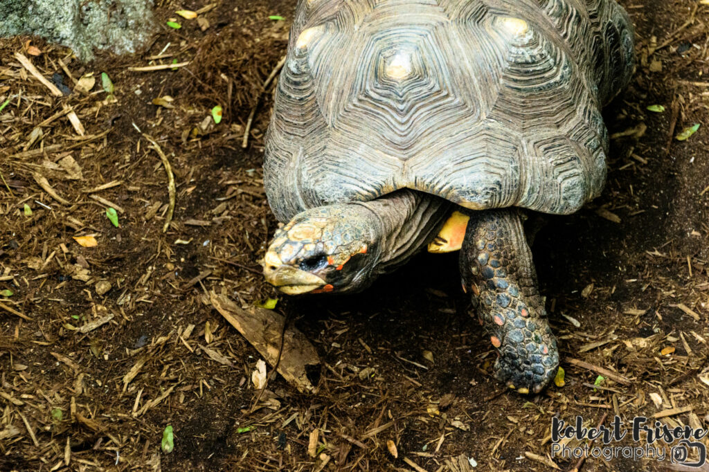 Small Terrapin