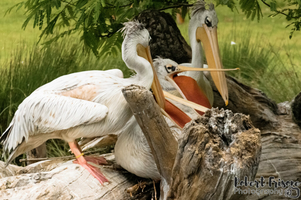 Pelicans