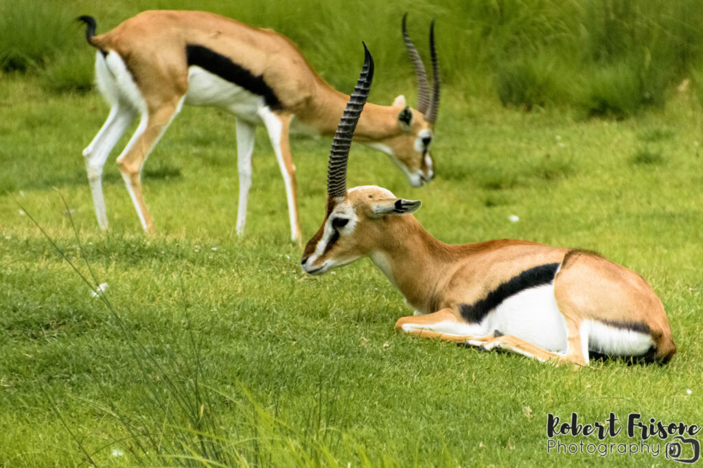 Grazing Gazelles