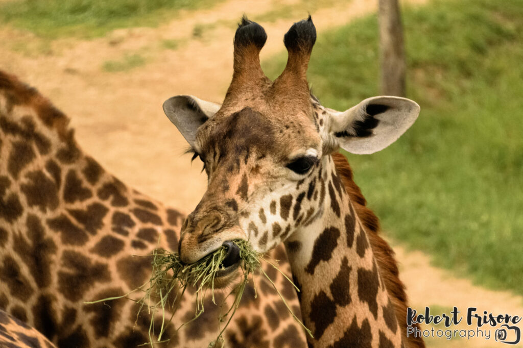 Giraffe Mouth Full