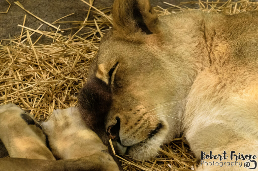 Snoozing Lion