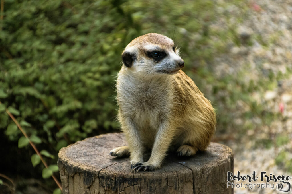 Meerkat