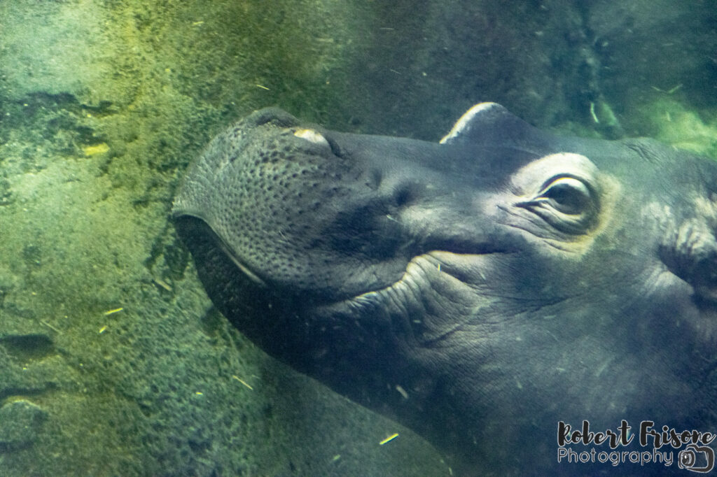 Diving Hippo