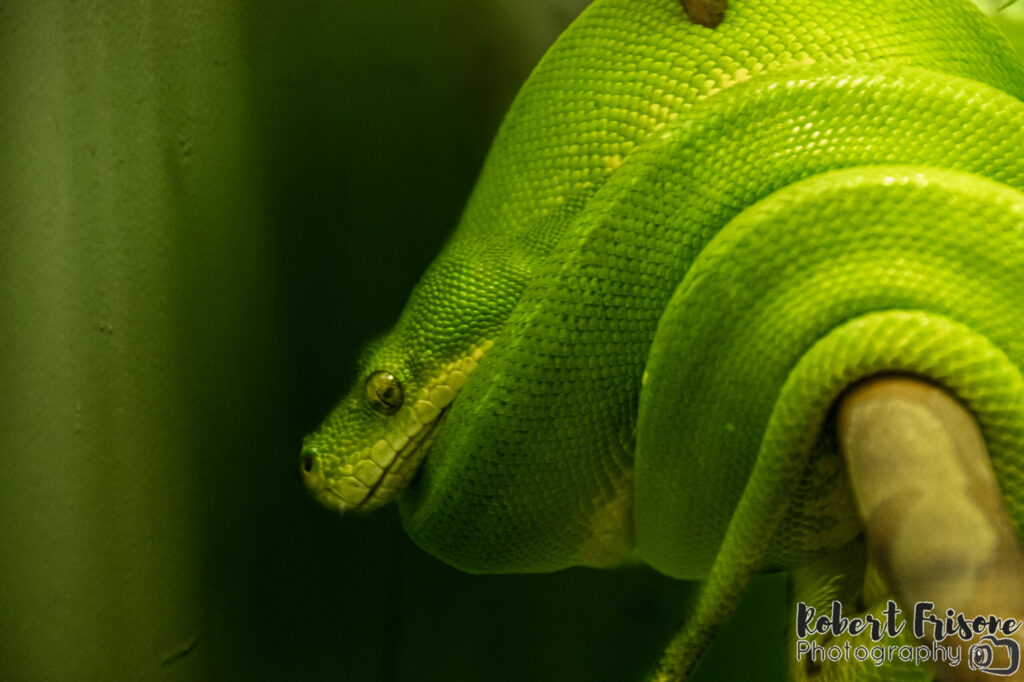 Giant Emerald Anaconda