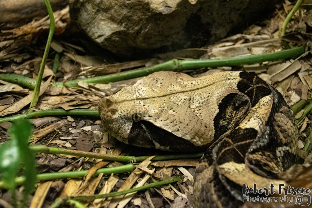 West African Gaboon Viper