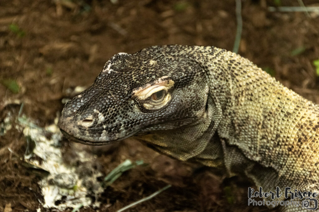 Komodo Dragon