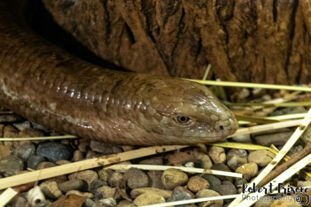 Legless Lizard