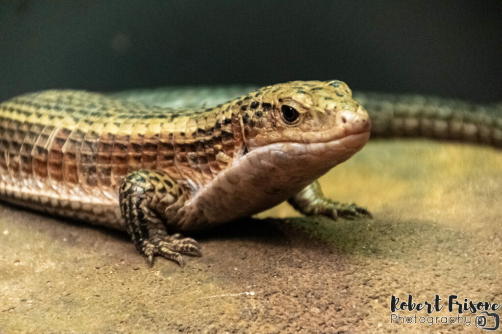 Sudan Plated Lizard