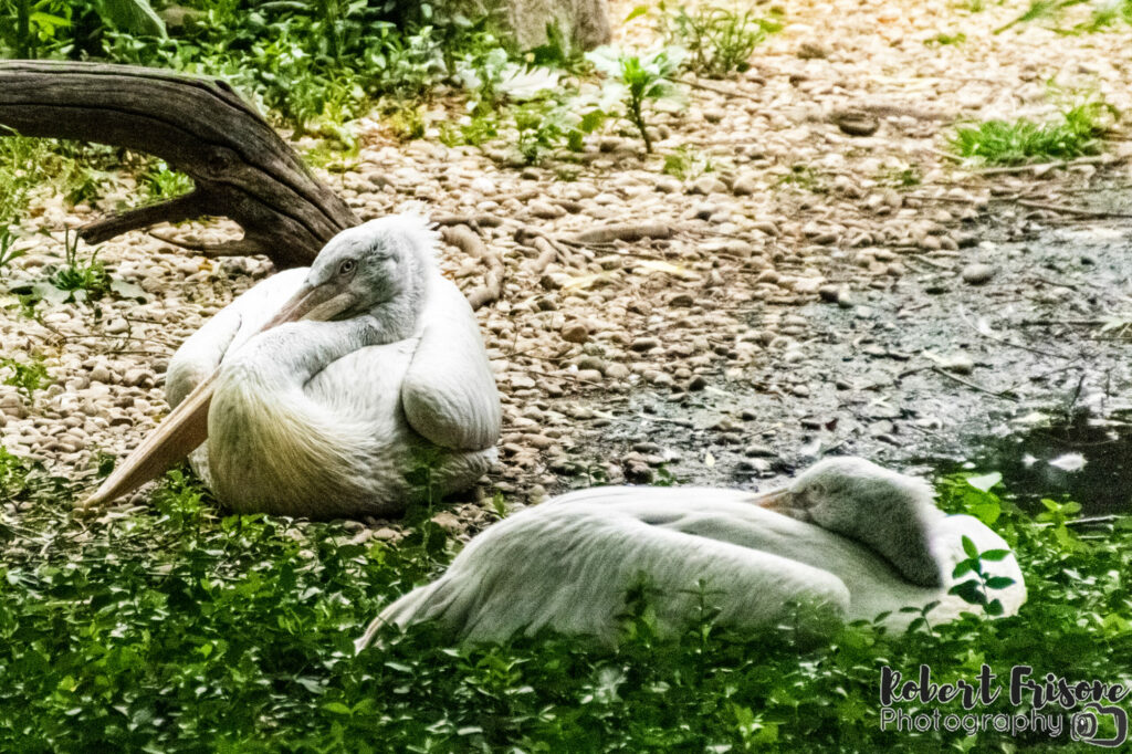 Pelicans