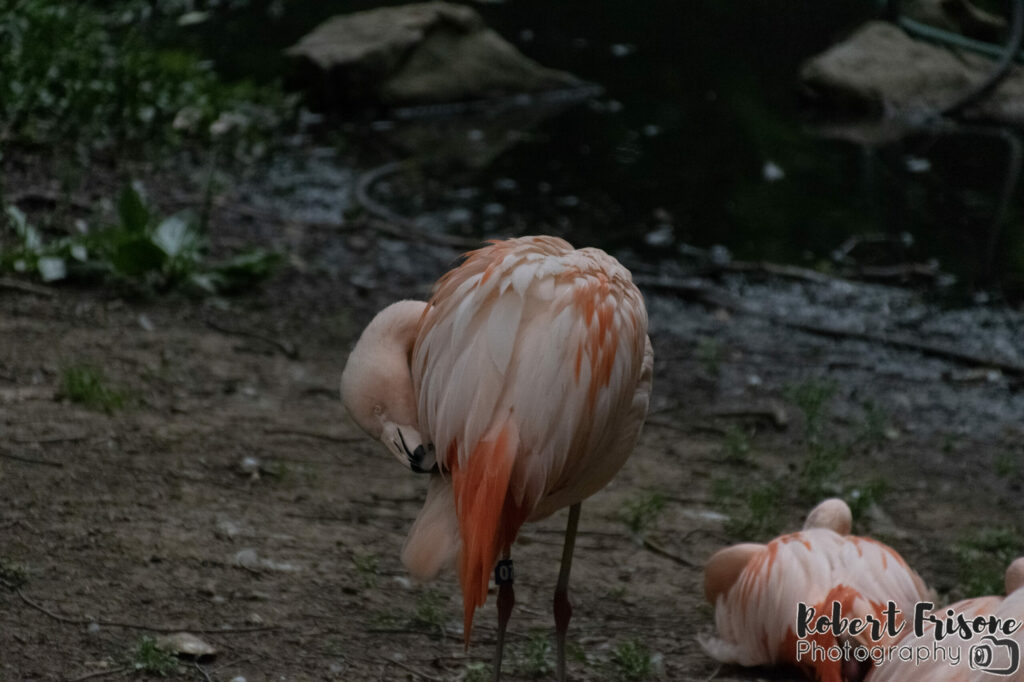 Flamingos