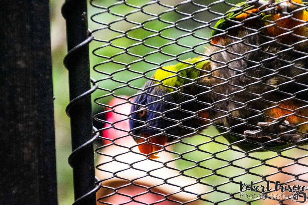 Lorikeet on a Fence