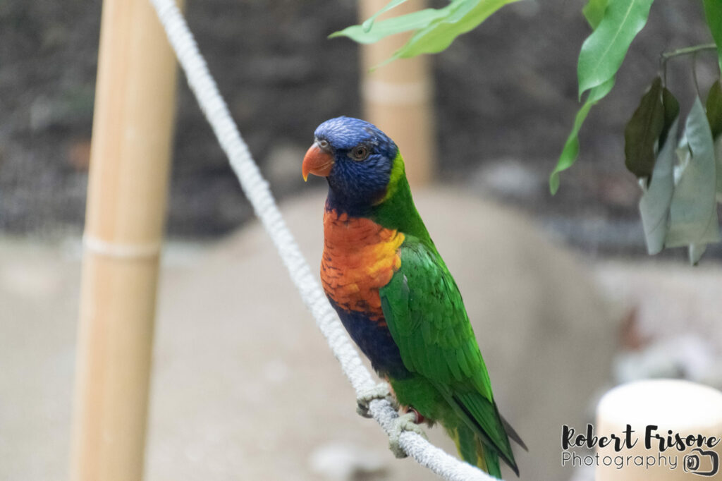 Rainbow Lorikeet