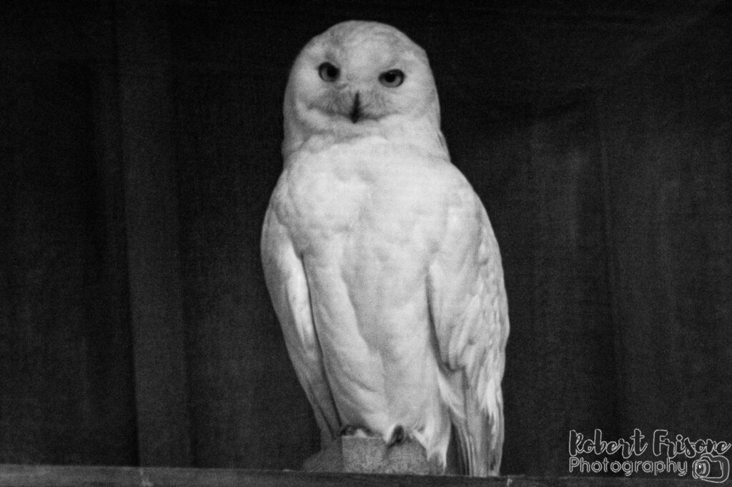 Snowy Owl