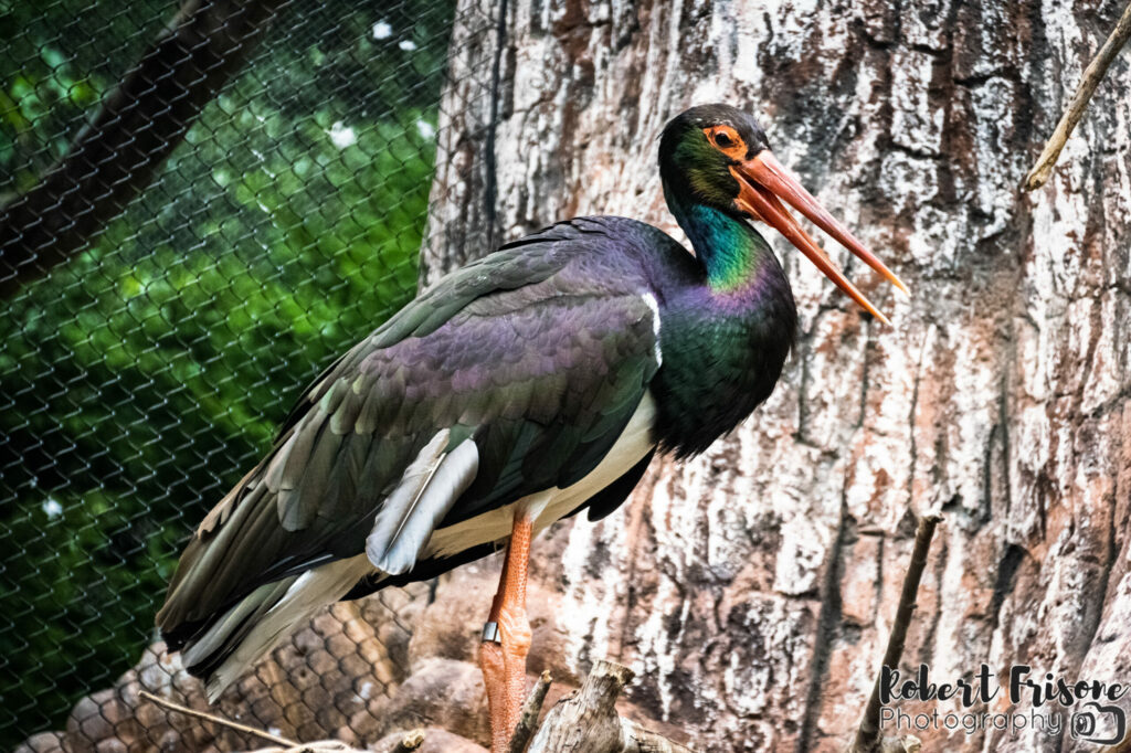 Black Stork