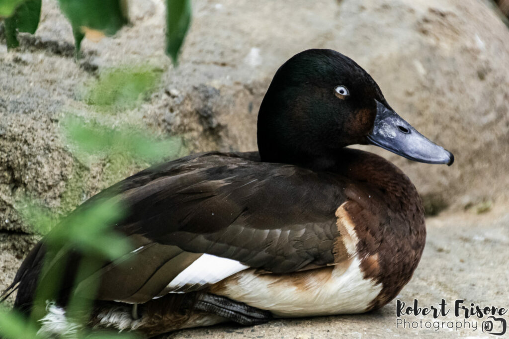 Baer’s Pochard