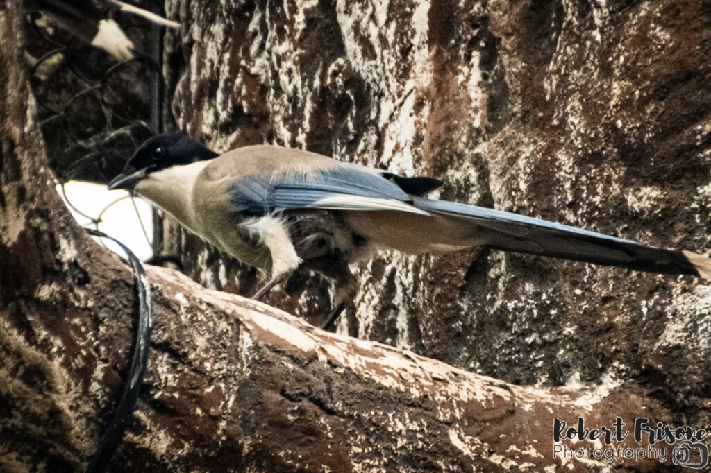 Magpie