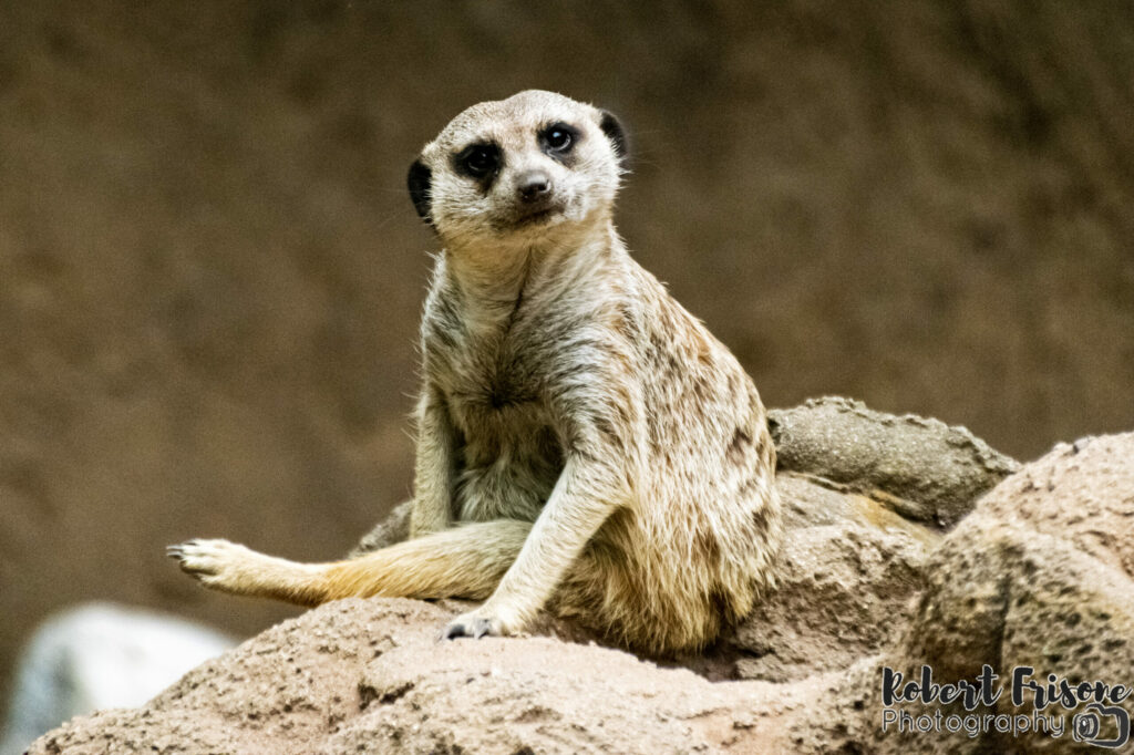 Meerkat