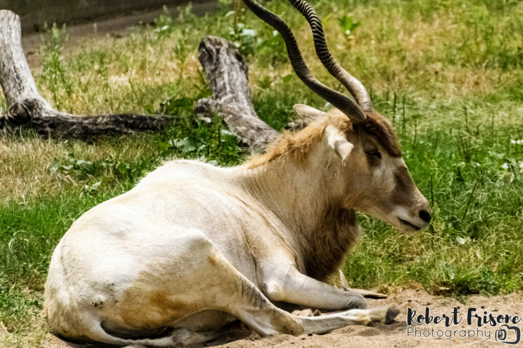 Addax