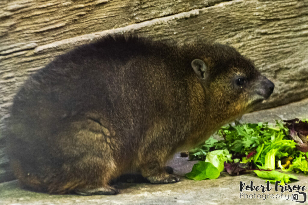 Hyrax