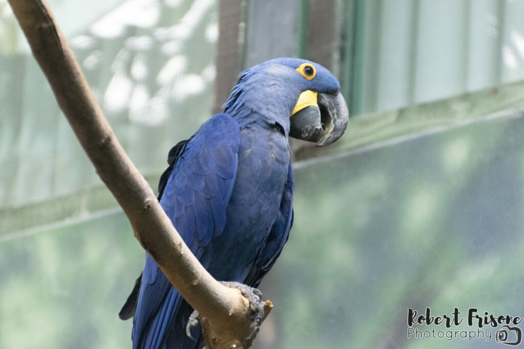 Macaw