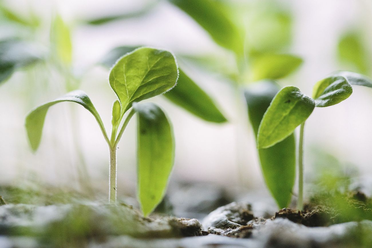 Growing green plants on soil