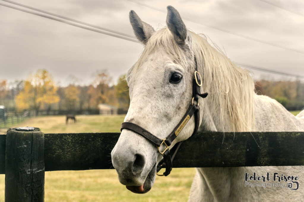 Silver Charm